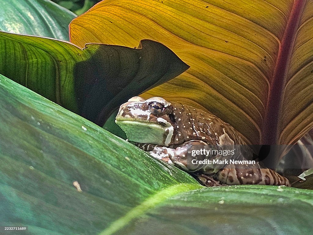 Amazon milky tree frog
