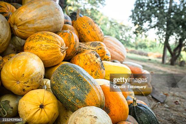 fresh autumn pumpkins with textured surfaces - flaschenkürbis stock-fotos und bilder