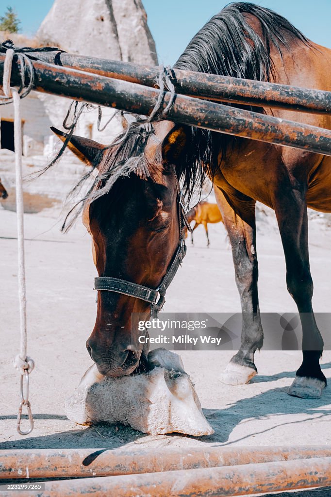 Brown horse licking a mineral block near a rusty fence. Harsh shadows and desert background. Rural animal farm and horse hydration.