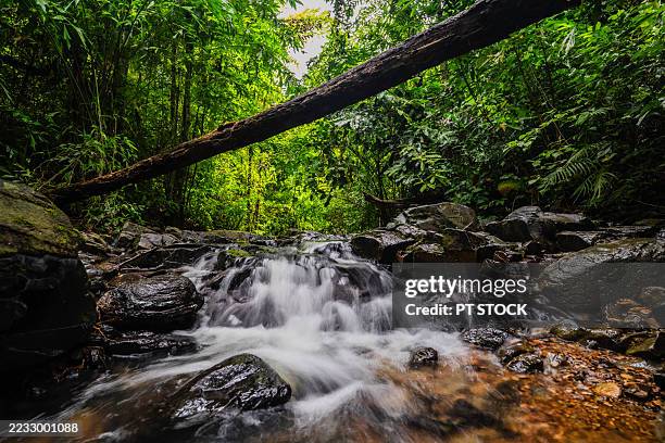tropical stream cascading through dense green jungle - biodiversidad fotografías e imágenes de stock