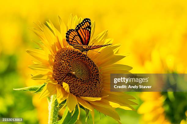 Monarch Butterfly on Sunflower