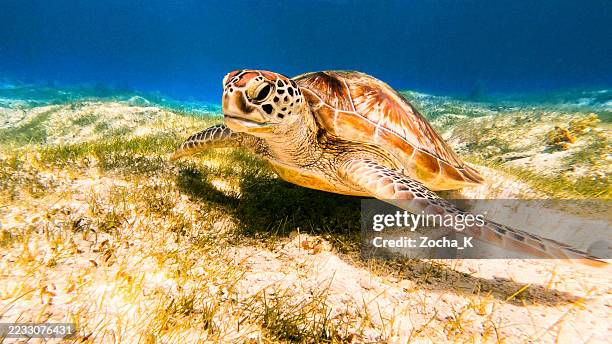 green sea turtle feeds on sea grass at the bottom of the ocean. - green turtle stock pictures, royalty-free photos & images