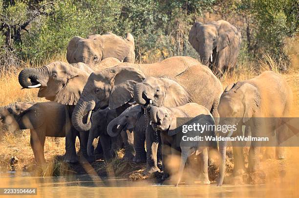 drinking elephnats - pilanesberg nationaal park stockfoto's en -beelden