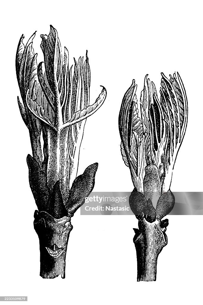 Fraxinus excelsior, bekannt als die Esche, oder Europäische Esche oder Esche, Knospenentwicklung