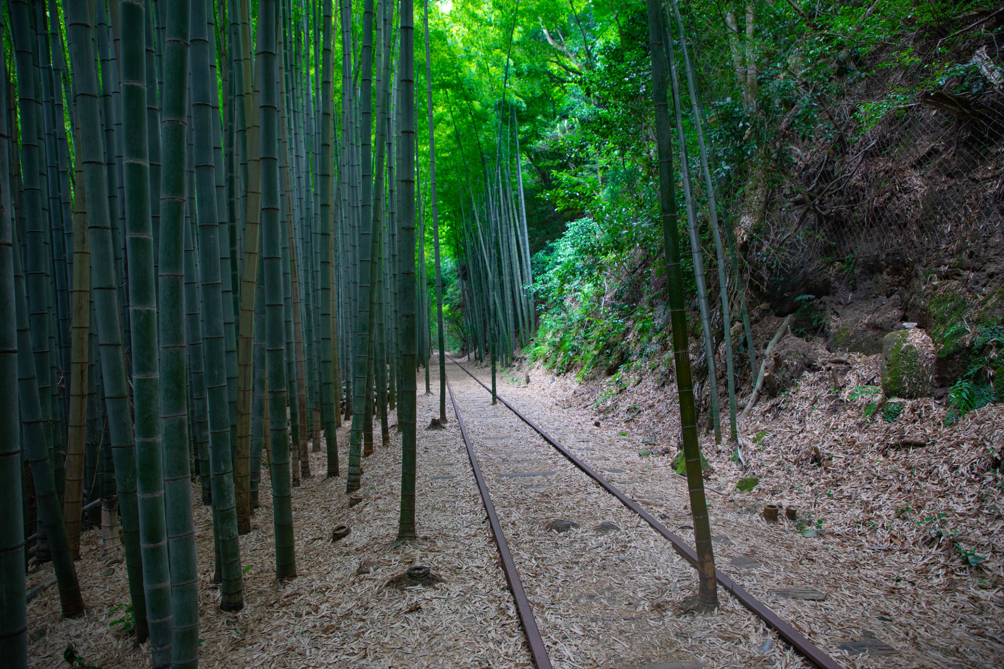 bamboo forest