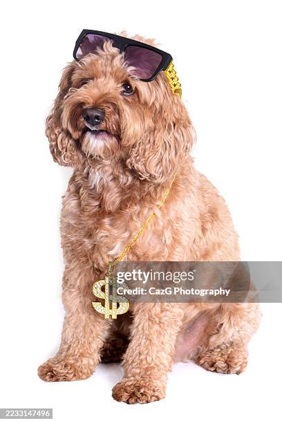 cool dude cavapoo pup - cavapoo stock pictures, royalty-free photos & images