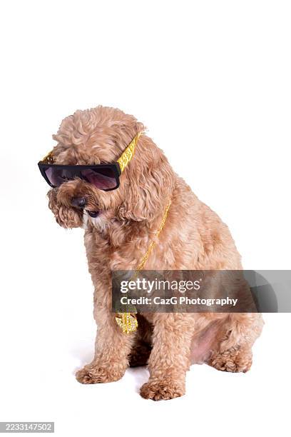 cool dude cavapoo pup - cavapoo stock pictures, royalty-free photos & images