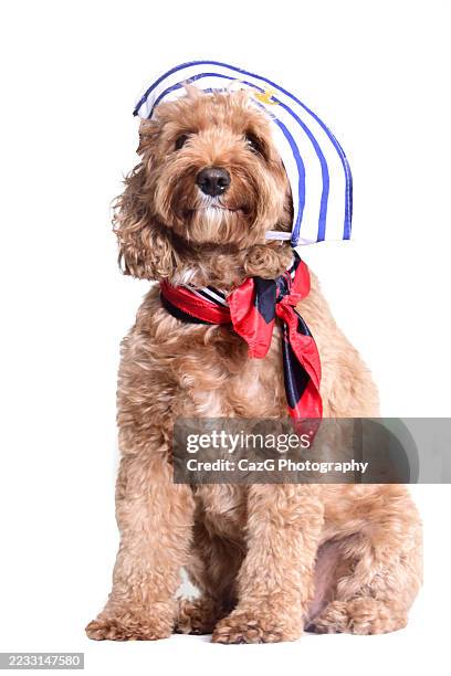 sailor cavapoo pup - cavapoo stock pictures, royalty-free photos & images