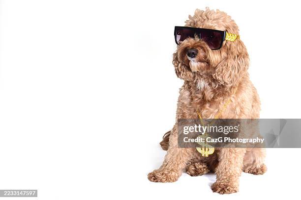 cool dude cavapoo pup - well dressed stock pictures, royalty-free photos & images