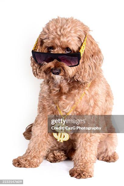 cool dude cavapoo pup - cavapoo stock pictures, royalty-free photos & images