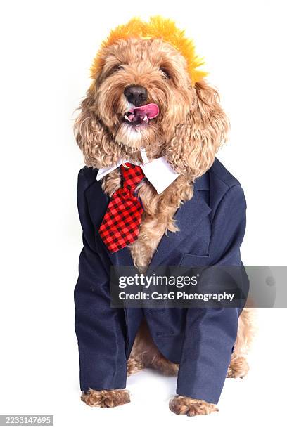 trump cavapoo pup - cavapoo stock pictures, royalty-free photos & images