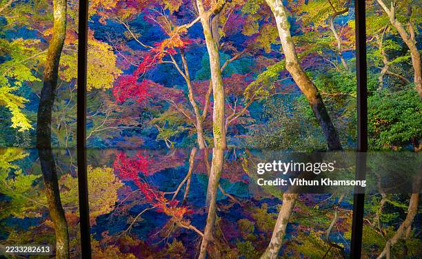 beautiful japan maple in autumn - lichtbrechung stock-fotos und bilder
