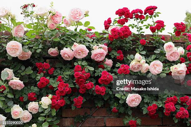 beautiful light pink and white climbing rose 'rosa pierre de ronsard' and red rambling rose 'rosa chevy chase' growing on a brick wall in spring - englischer garten stock-fotos und bilder