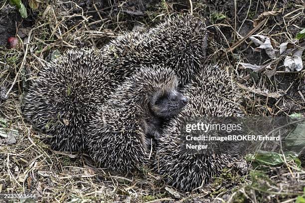 young hedgehogs in a nest (erinaceus europaeus), emsland, lower saxony, germany - hedgehog nest stock pictures, royalty-free photos & images