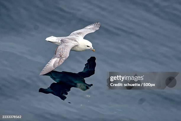 fulmar gliding over the ocean - spread wings stock pictures, royalty-free photos & images