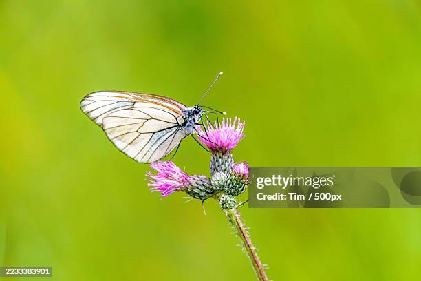 butterfly pollinating on thistle flower - groot geaderd witje stockfoto's en -beelden