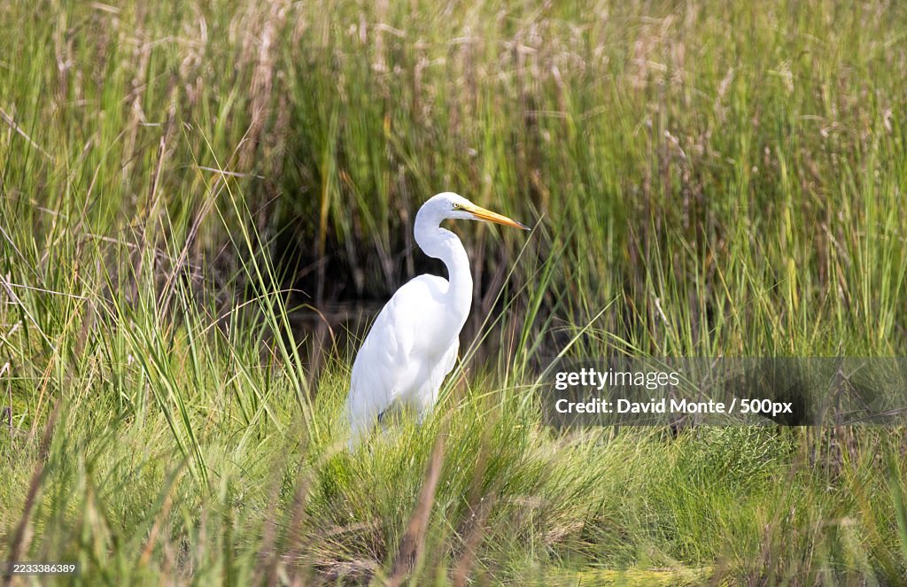 Great Egret Standing in a Lush Marshland