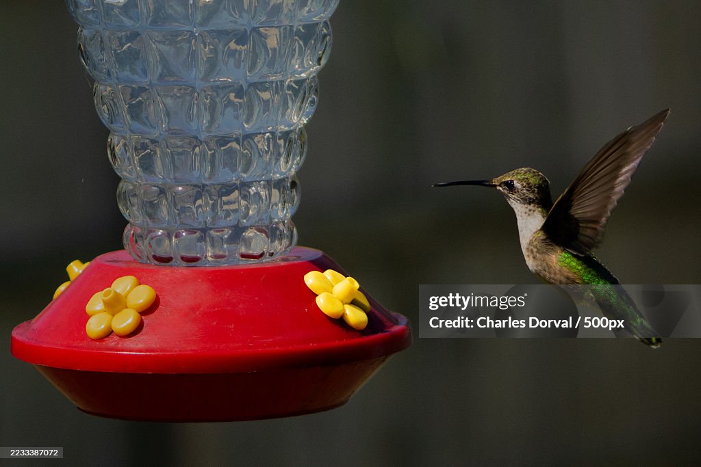 Hummingbird Hovering Near a Red Feeder