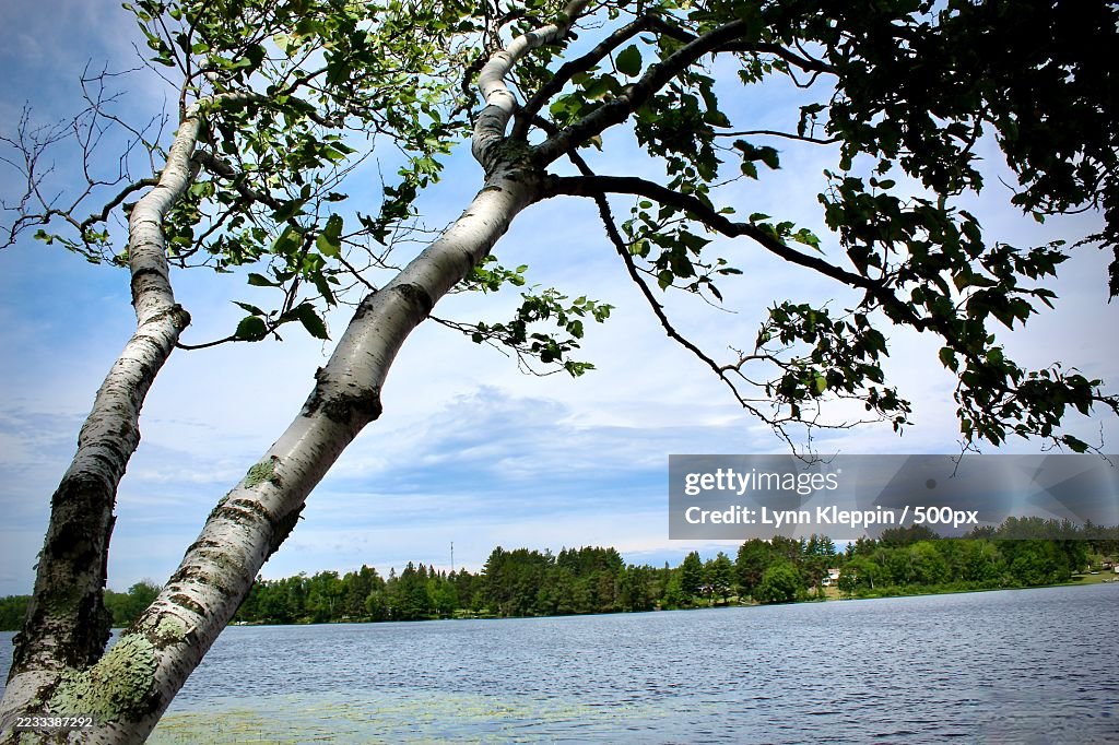 Birch Trees Overlooking a Serene Lake