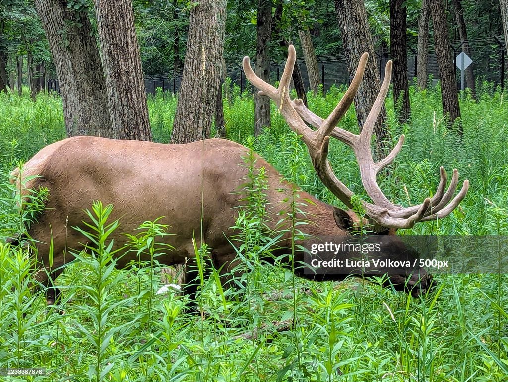 Majestic Elk Grazing in a Lush Forest