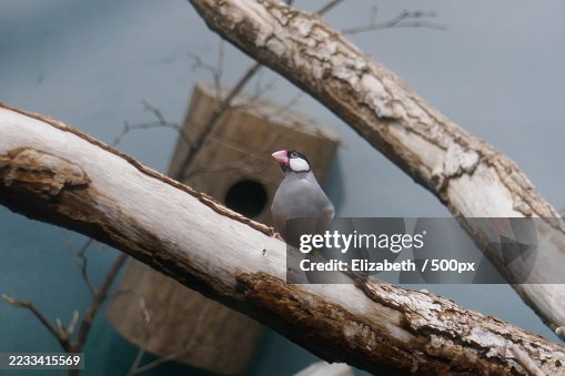 Java Sparrow Perching on a Tree Branch Java Sparrow Perching on a Tree Branch