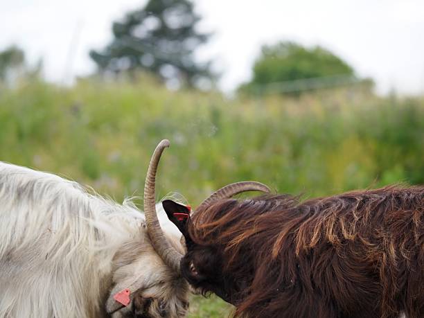 Butting 54 Goat Butting Stock Photos, High-Res Pictures, and Images - Getty Images
