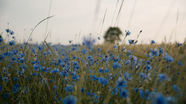 https://media.gettyimages.com/id/2233418125/video/pan-up-of-beautiful-blue-cornflowers-growing-alongside-wheat-on-rural-farm.jpg?b=1&s=640x640&k=20&c=dbeEbtx4aqMX459-Y0o0SB7c1AHkuH1ms4QCpC1kPH4=