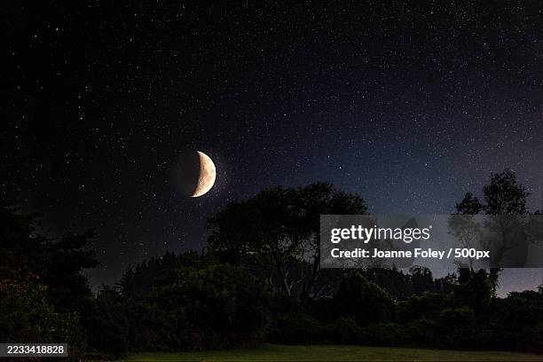 crescent moon and starry night sky above silhouetted trees - crescent stock pictures, royalty-free photos & images