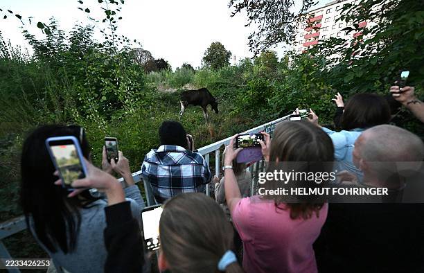 People take pictures of moose "Emil" as he walks around in Saint Poelten, Austria on September 6, 2025. For the past two and a half weeks, moose...