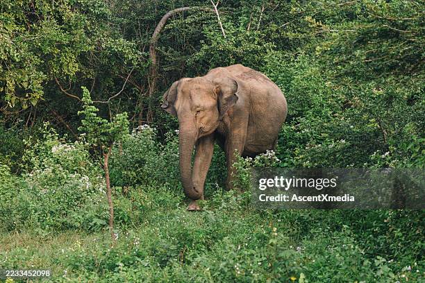 indischer elefant im dschungel - asiatischer elefant stock-fotos und bilder