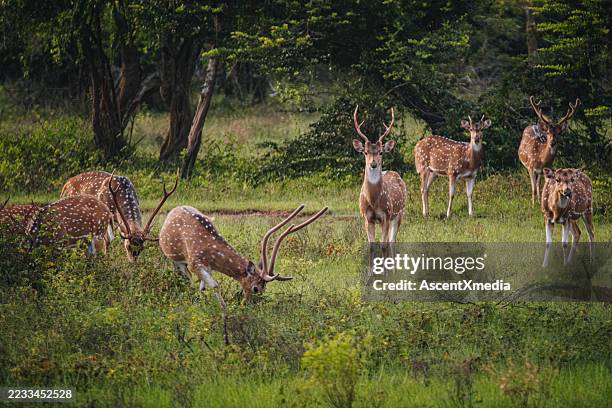 deer in tropical forest - tropical tree stock pictures, royalty-free photos & images