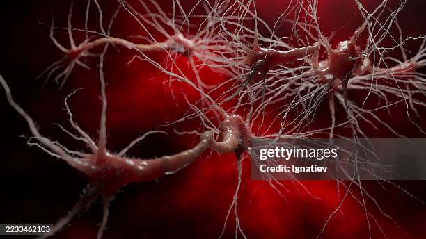 gehirnneuronen feuern impulse ab, während sie verbindungen durch dendriten und axone bilden. das rote leuchten schafft eine atmosphäre der aktivität und energie. - synapsenendknöpfchen stock-fotos und bilder