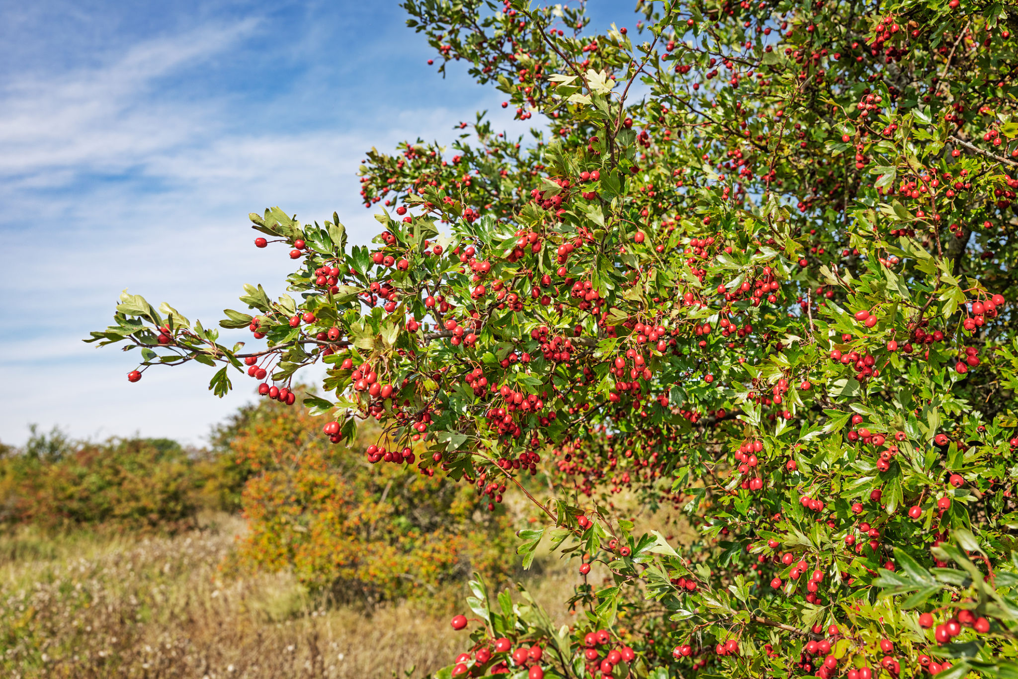 autumn hedge