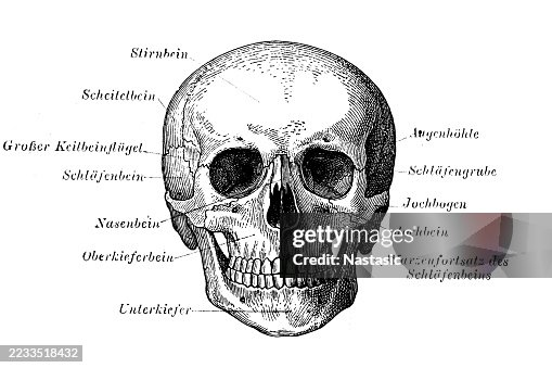 Skull Skull