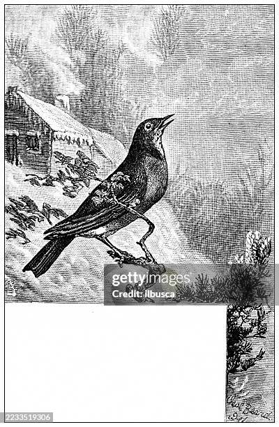 birds, robin - robin flying stock illustrations