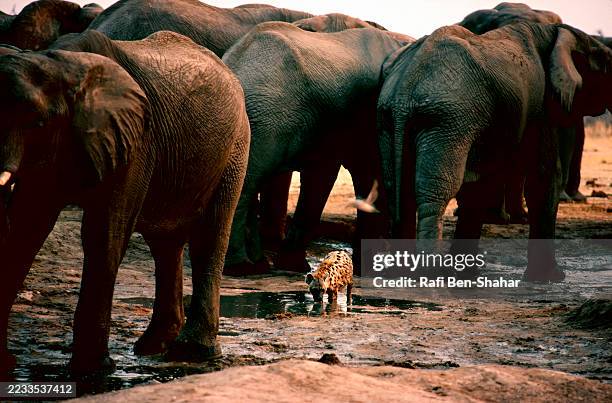 elephants and hyena - hyena bildbanksfoton och bilder