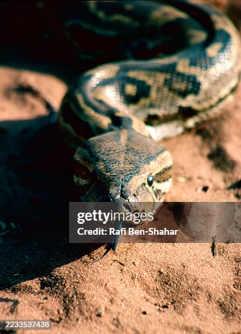 African rock python African rock python