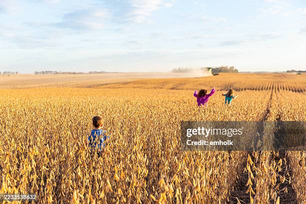 three children in soybean field in autumn - midwest usa stock pictures, royalty-free photos & images