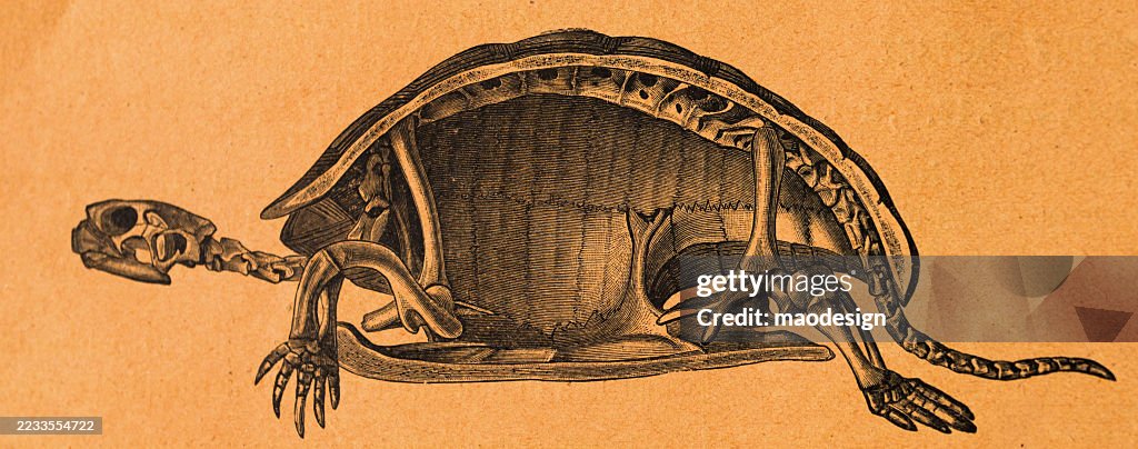 Cross-section of a turtle - Testudo graeca Linn