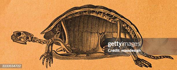 turtle section complete! Images High Quality Grahic Crosssection Of A Turtle Testudo Graeca Linn High-Res Vector Graphic ...
