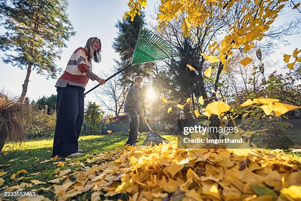 raking gone wild - teenagers playing with golden autumn leaves, tossing them in warm afternoon sunlight. - rake stock pictures, royalty-free photos & images