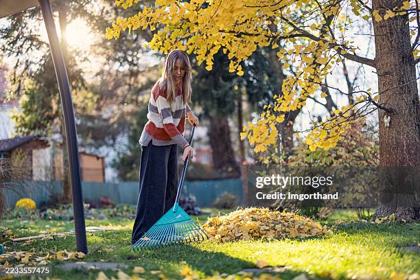 young woman raking golden autumn leaves in a suburban backyard under warm afternoon sunlight. - rake stock pictures, royalty-free photos & images