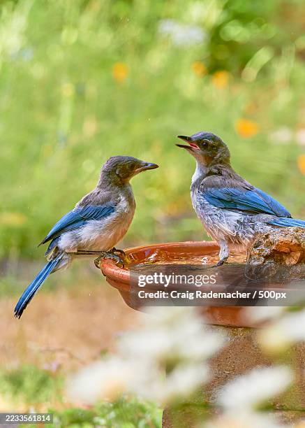 two birds perched on a birdbath in a garden - birdbath stock pictures, royalty-free photos & images