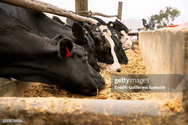 cows feeding on hay in a concrete trough at a farm - trough stock pictures, royalty-free photos & images
