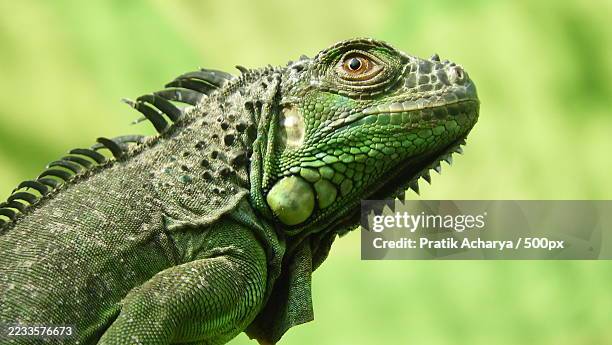 close-up of a green iguana in profile - reptile stock pictures, royalty-free photos & images