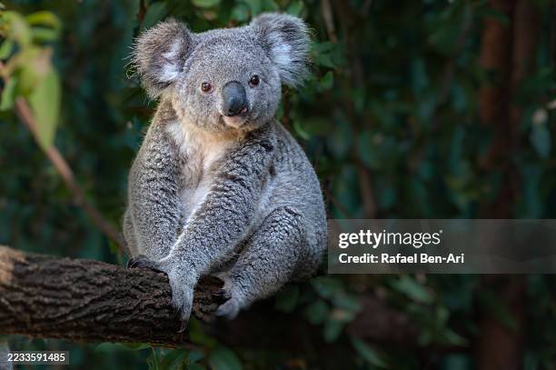 koala eat eucalyptus tree leaves - koala photos et images de collection