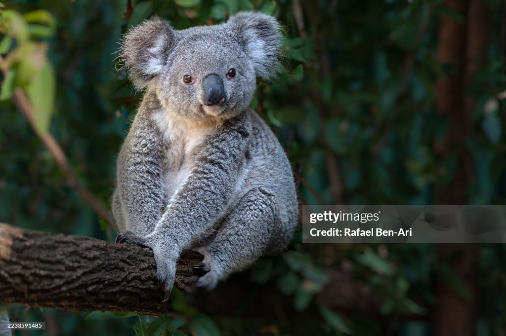 Koala eat eucalyptus tree leaves