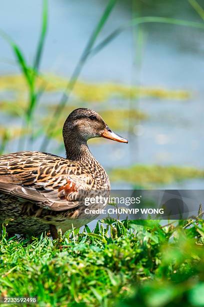 wild duck resting near the water in a sunny day - riverbank stock pictures, royalty-free photos & images