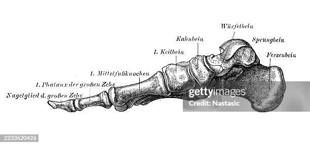 bones of the foot - ankle stock illustrations