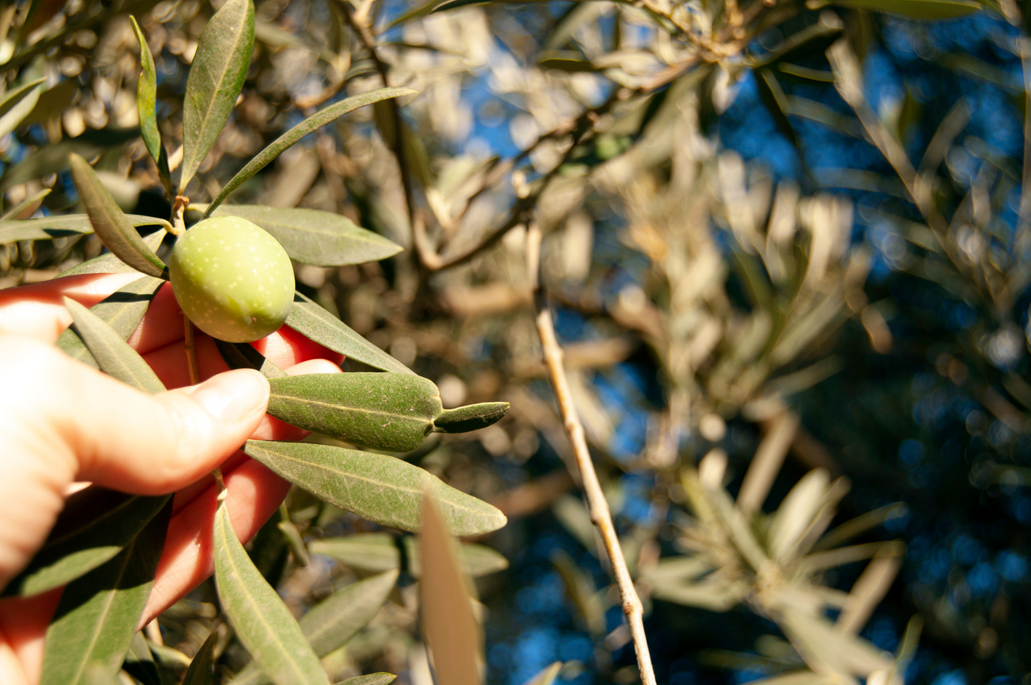 greek olive oil